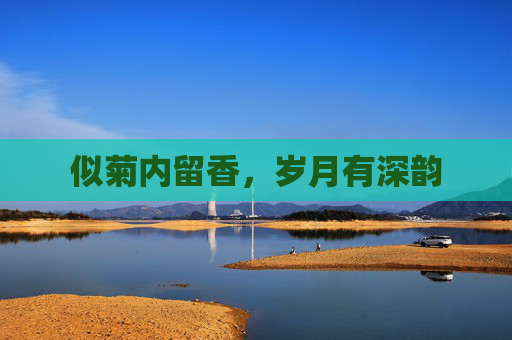 似菊内留香，岁月有深韵