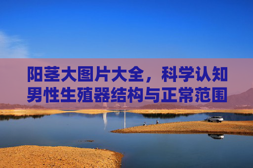 阳茎大图片大全，科学认知男性生殖器结构与正常范围