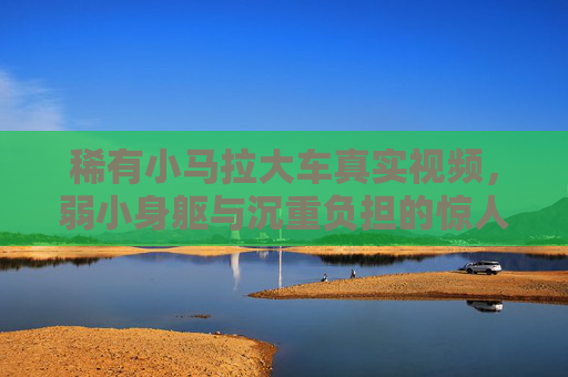 稀有小马拉大车真实视频，弱小身躯与沉重负担的惊人对比，现实中的力与不逮