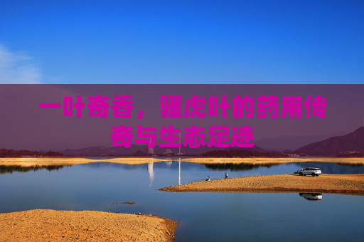 一叶奇香，骚虎叶的药用传奇与生态足迹