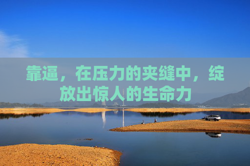 靠逼，在压力的夹缝中，绽放出惊人的生命力