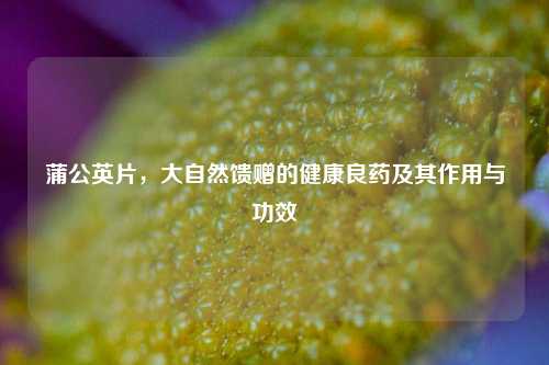 蒲公英片，大自然馈赠的健康良药及其作用与功效