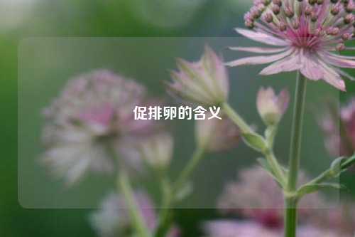 促排卵的含义