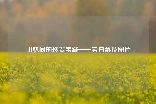 山林间的珍贵宝藏——岩白菜及图片