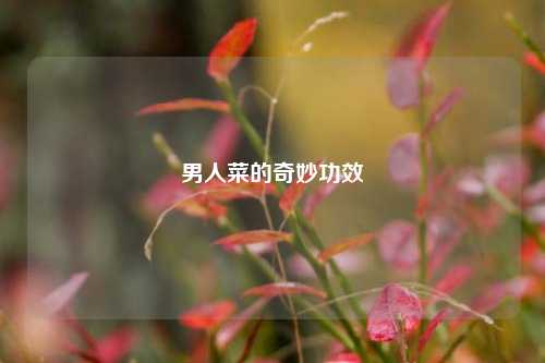 男人菜的奇妙功效