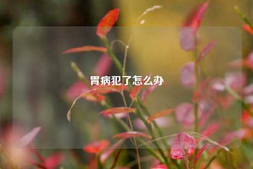 胃病犯了怎么办